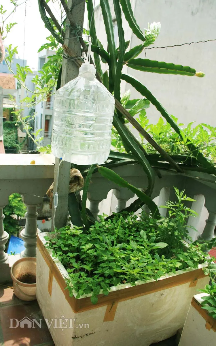 Hệ thống tưới nhỏ giọt bằng chai nhựa