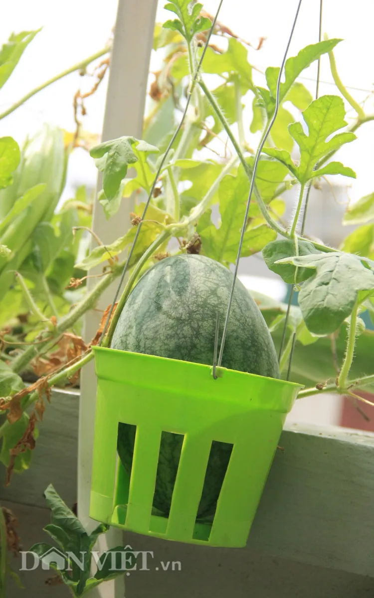 Dưa lê đang phát triển trong thùng xốp