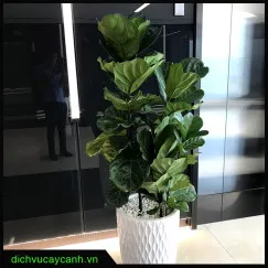 Cây bàng Singapore