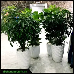 Ngũ gia bì dạng Bonsai