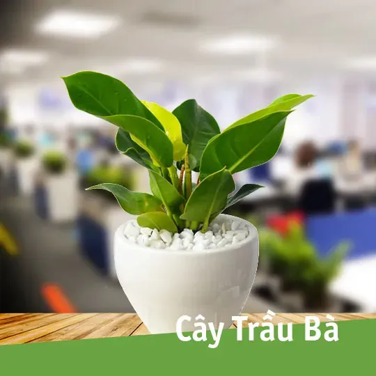 Cây trầu bà xanh mướt với lá bóng đẹp