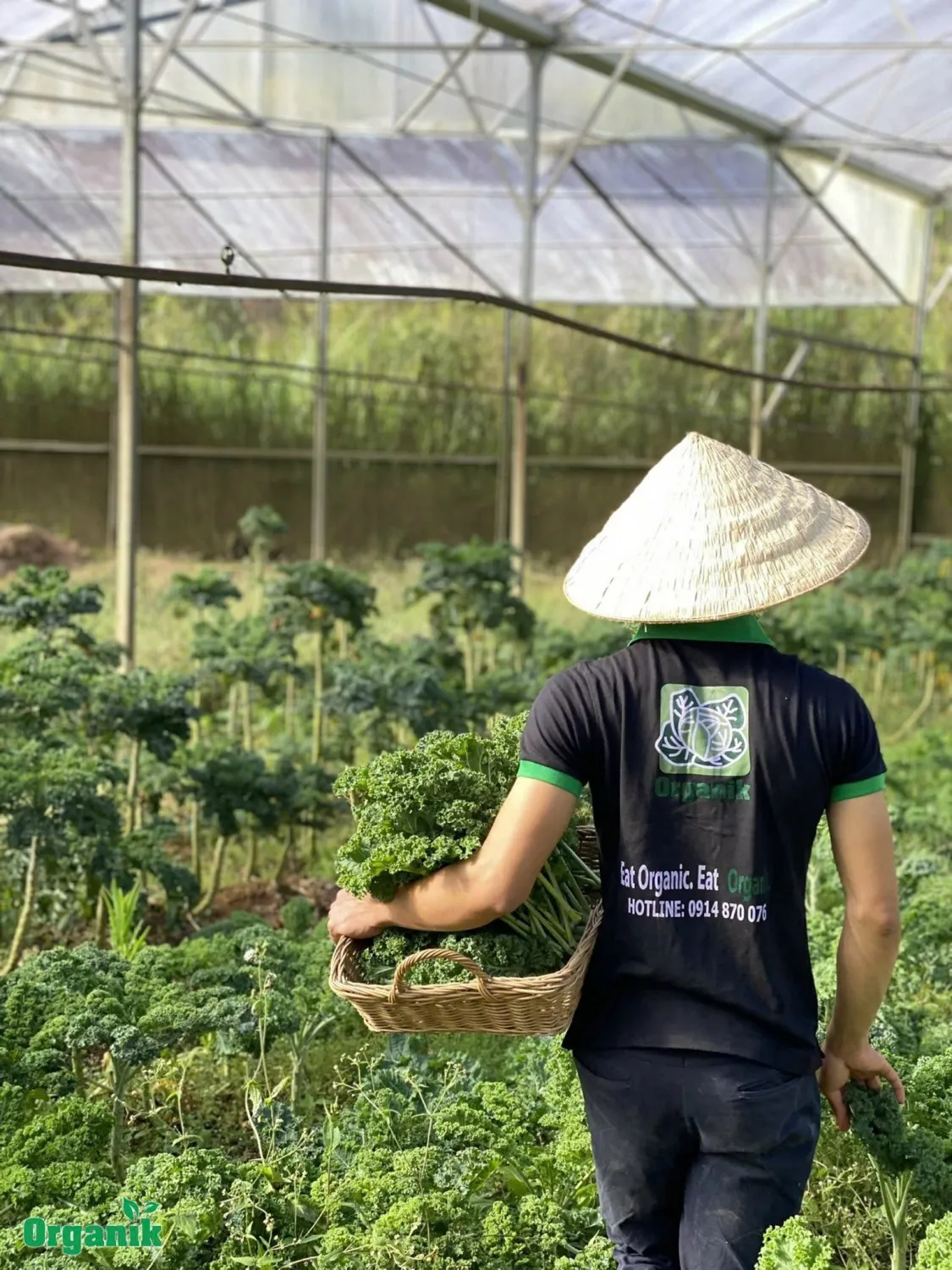 Trải nghiệm thu hoạch thực tế tại trang trại thuộc hệ thống cửa hàng rau sạch Đà Lạt