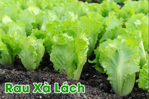 Mùa Thu Trồng Rau Gì ? cải xà lách