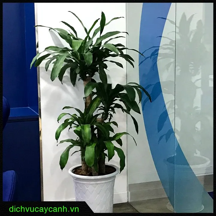 Cây phát tài là lựa chọn lý tưởng khi băn khoăn nên trồng cây gì trước nhà