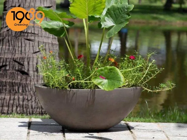 Mẫu chậu đá mài xám đen hiện đại 2026