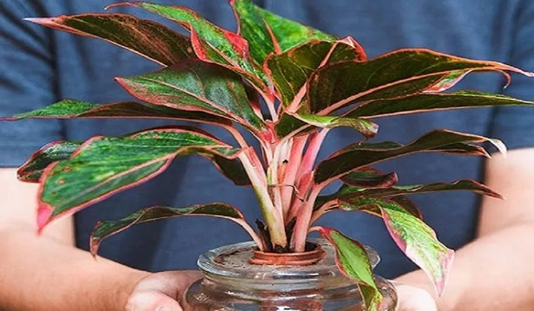 Cây phú quý tượng trưng cho sự giàu sang và năng lượng tích cực