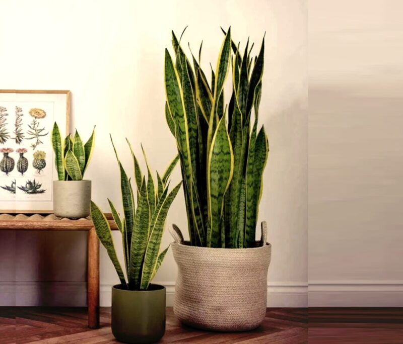 Trồng Cây Lưỡi Hổ Trong Nhà: Mang Lại May Mắn, Thanh Lọc Không Khí Và Sức Khỏe