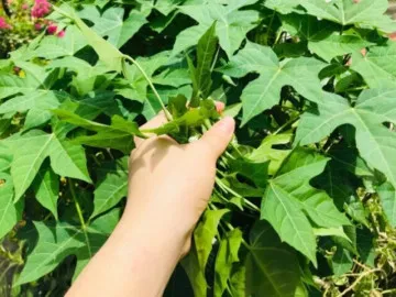 “Lộc trời” vứt thành đống cũng đâm chồi nảy lộc, giá 100.000 đồng/kg, trồng trong chậu một lần sẽ ăn suốt nhiều năm