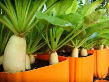 10 loại rau “vàng” giúp bổ phổi, giảm ho, dễ trồng ngay tại ban công mùa thu đông