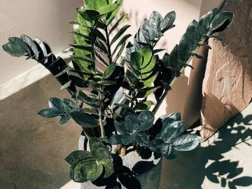 Cây kim tiền thích nhất món ăn vặt này