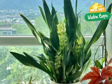 Cây lưỡi hổ vào mùa đông có 4 “nỗi sợ”, tránh được chậu nào cũng xanh mướt, lá dày khỏe, hoa nở gọi lộc