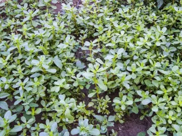 Rau dại mọc đầy ruộng Việt Nam được nhiều nước săn lùng, Trung Quốc gọi là “rau trường thọ”, trồng 30 ngày cho thu hoạch