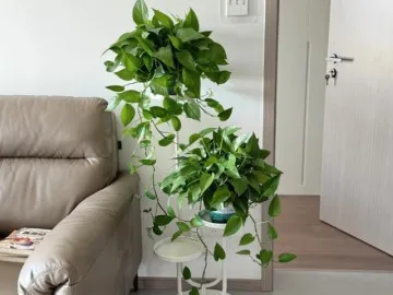 Mùa đông trầu bà có 3 “nỗi sợ”, làm đúng cây dài cả mét, lá xanh như bôi mỡ