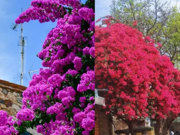 Trồng hoa giấy đúng cách để tạo cảm giác thoáng đãng và năng lượng mới