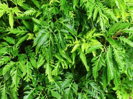 Loại rau bổ ngang nhân sâm kho cá thơm ngon gấp 10 lần, củ càng là “báu vật”, trồng trước nhà giúp hút lộc