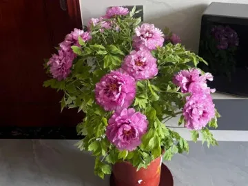 Đầu năm đừng bỏ qua 10 cây cảnh là hiện thân của Thần Tài, trồng trước nhà gia đình phát tài thịnh vượng cả năm