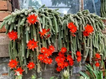 4 cây cảnh kỳ dị mang điềm lành, sức sống mãnh liệt, giúp bảo vệ ngôi nhà, xua tan tà khí, thu hút may mắn