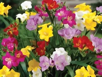 Loài hoa nhỏ đang xuất hiện ngày càng nhiều trong nhà phố, căn hộ cao cấp