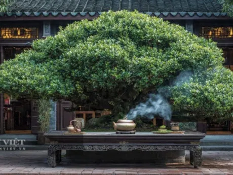 4 cây cảnh như ngọc quý ẩn trong đá, càng già càng lộ ra sự quý giá, bảo vệ gia đình, hút lộc, chiêu may