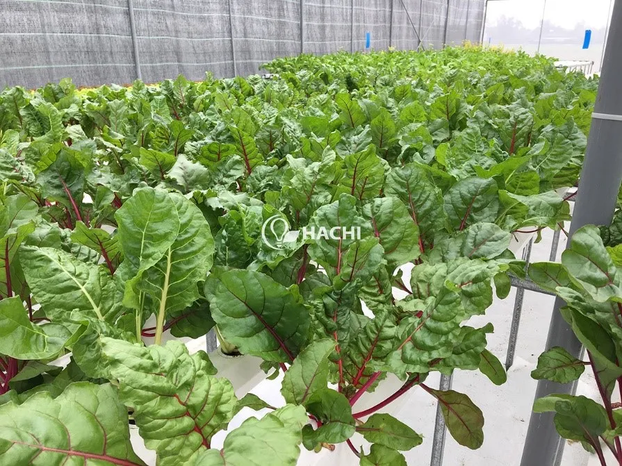 181016 15 loai rau phu hop Cai bo xoi