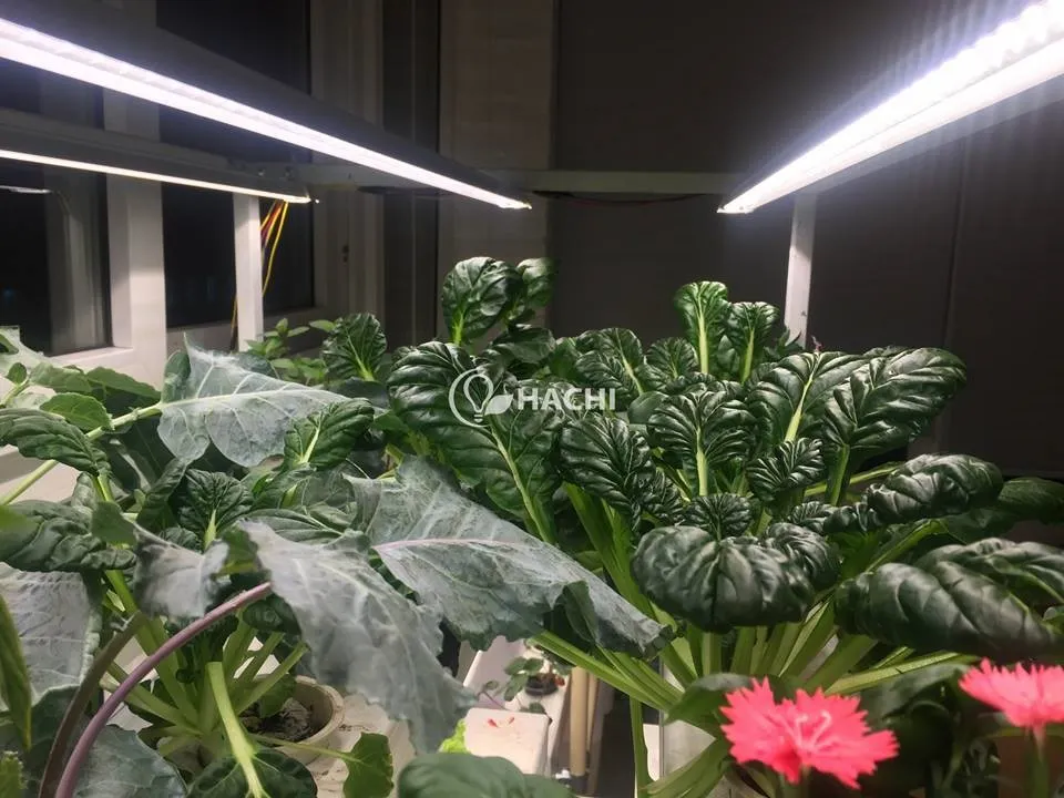 181016 15 loai rau phu hop Cai Hoa hong