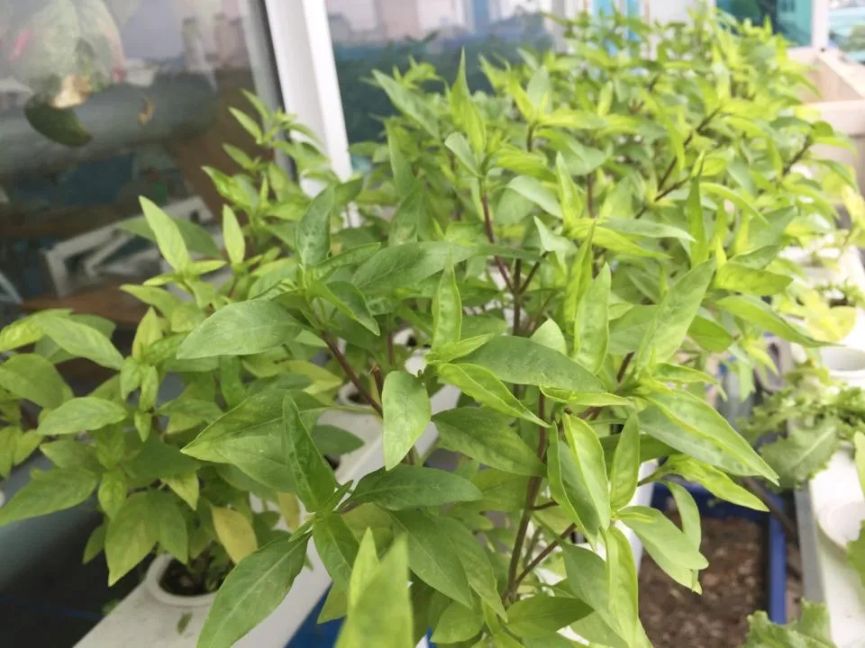 181016 15 loai rau phu hop Hung que