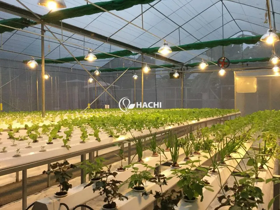 181016 15 loai rau phu hop Tia to