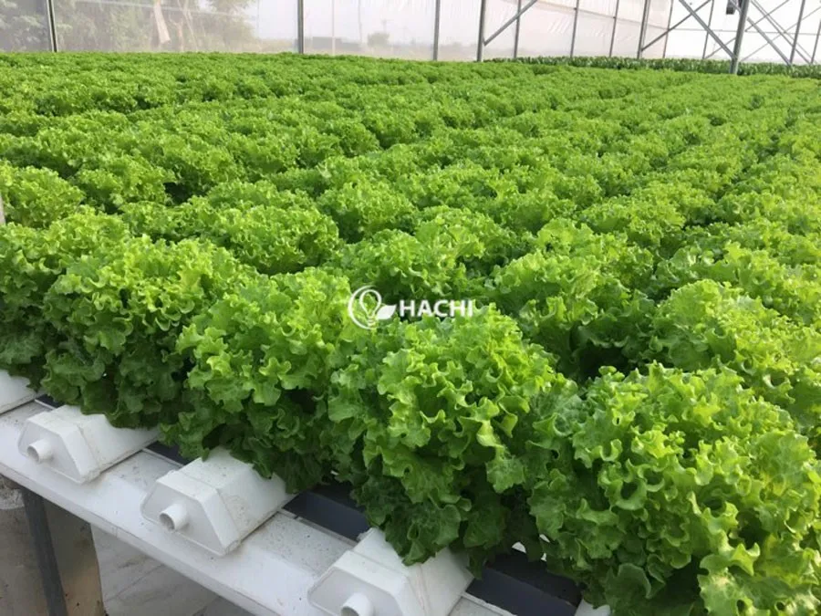 181016 15 loai rau phu hop Xa lach