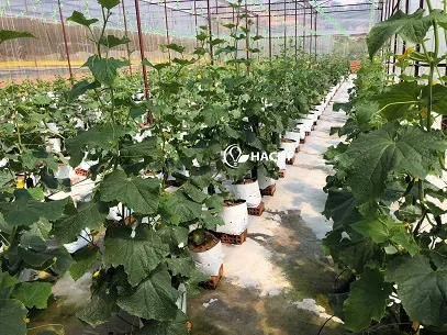Tưới nhỏ giọt trên nền giá thể là một mô hình trồng rau thủy canh thích hợp trồng các loại rau ăn quả