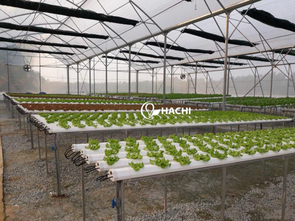 Mô hình trồng rau thủy canh hồi lưu phổ biến nhất cho quy mô gia đình
