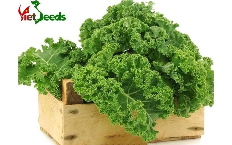 Hộp hạt giống cải xoăn xanh chất lượng cao đạt chuẩn tỉ lệ nảy mầm trên 85%