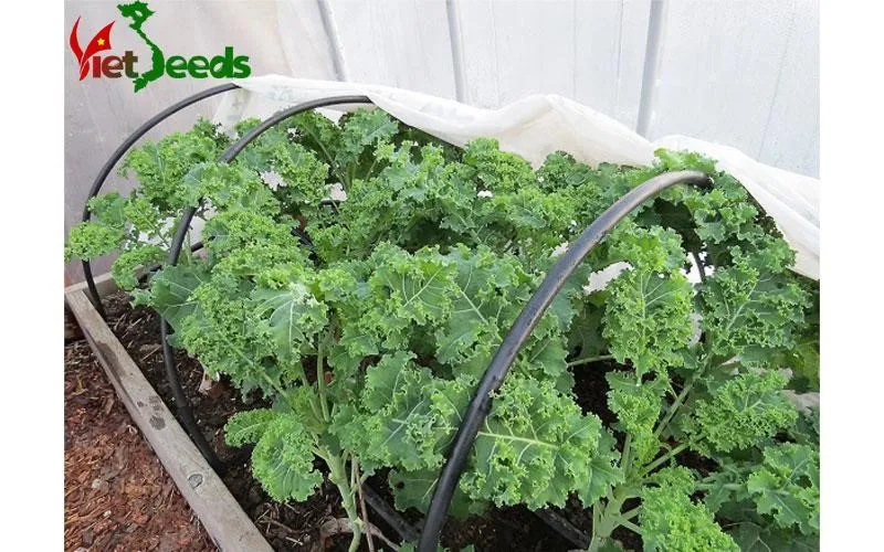 Hướng dẫn xử lý hạt giống cải xoăn Kale bằng phương pháp ngâm ủ nước ấm