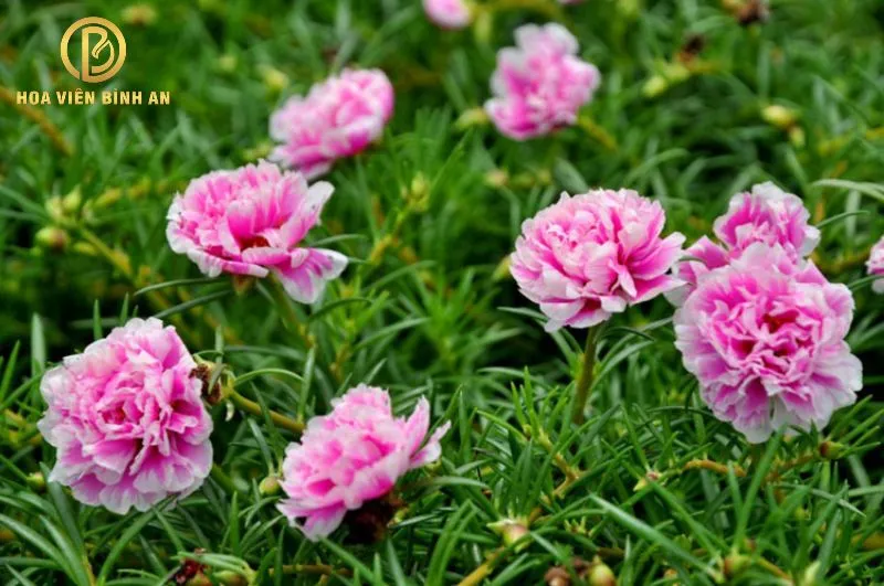 Có nên trồng hoa mười giờ trên mộ