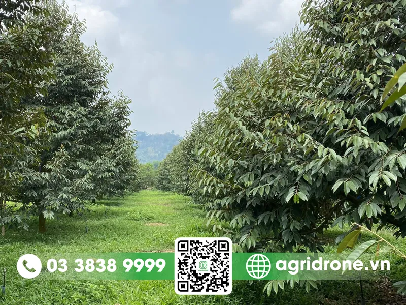 Đất trồng sầu riêng cần có độ pH phù hợp và khả năng thoát nước tốt để rễ phát triển