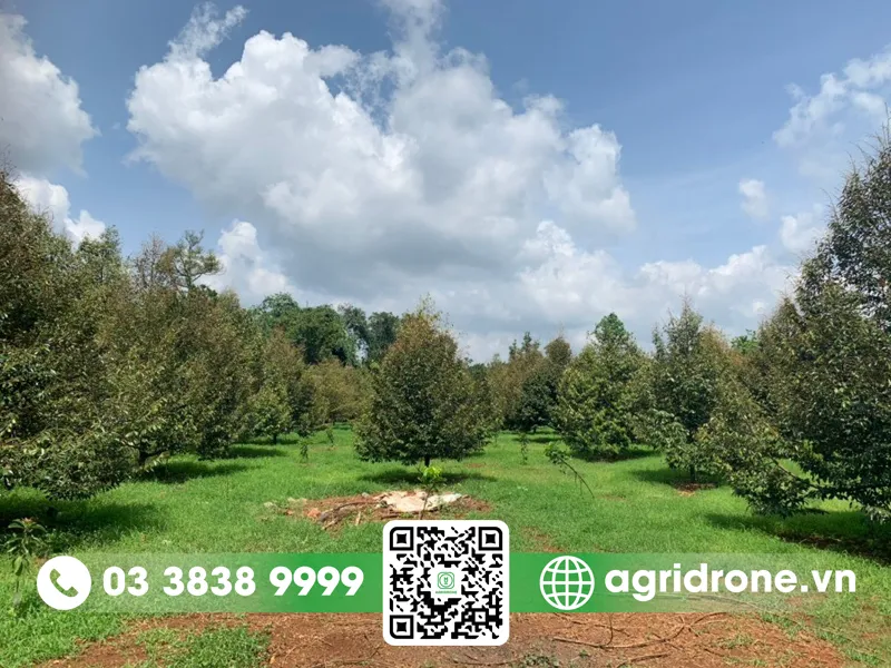 Mật độ trồng sầu riêng tối ưu trên diện tích 1 hecta giúp quản lý hiệu quả