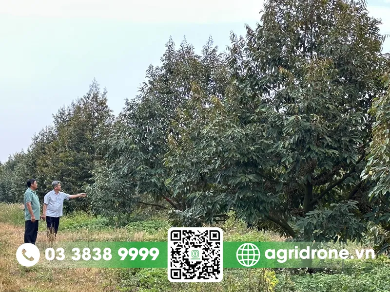 Giãn cách cây giúp tán lá tiếp nhận ánh sáng mặt trời tốt hơn cho quá trình quang hợp