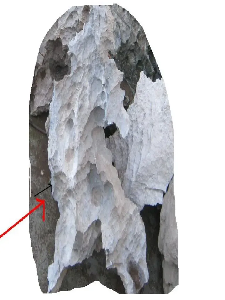 Mặt cắt đá tai bèo cho thấy cấu trúc xốp bên trong