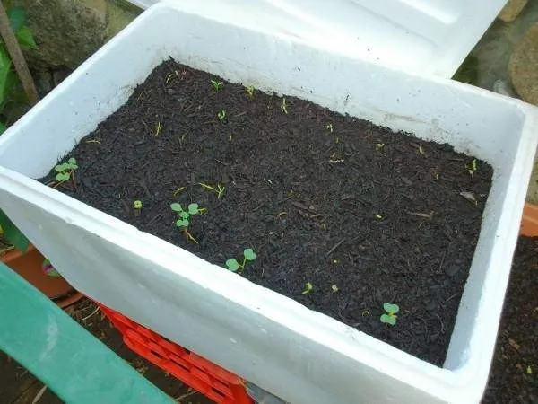 Chuẩn bị đất trồng dưa chuột