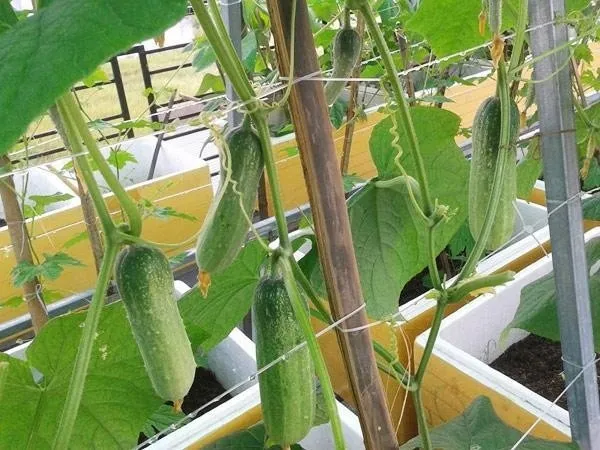 Trồng dưa chuột trong thùng xốp tại nhà