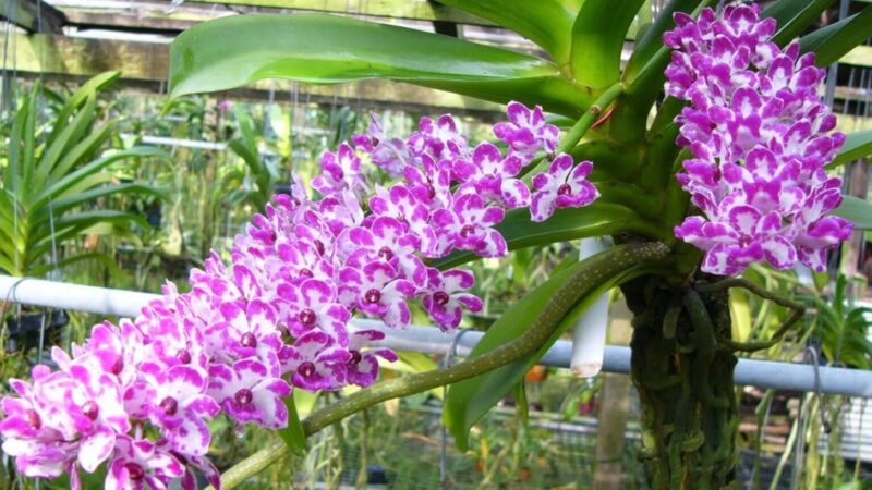 Giá Thể Trồng Địa Lan Tốt Nhất Giúp Cây Phát Triển Vượt Trội