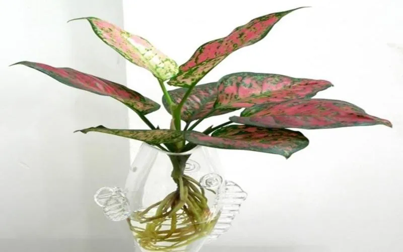 Cây váº¡n lá»™c