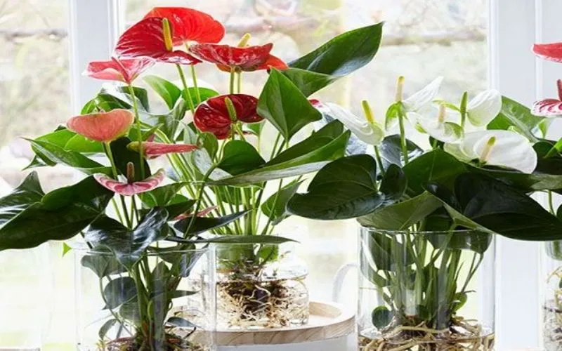 Cây há»“ng mÃ´n