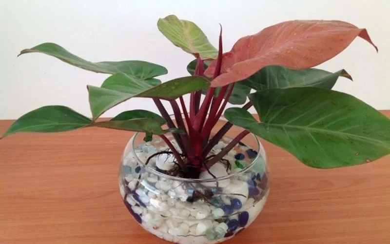 Cây Ä‘áº¿ vÆ°Æ¡ng