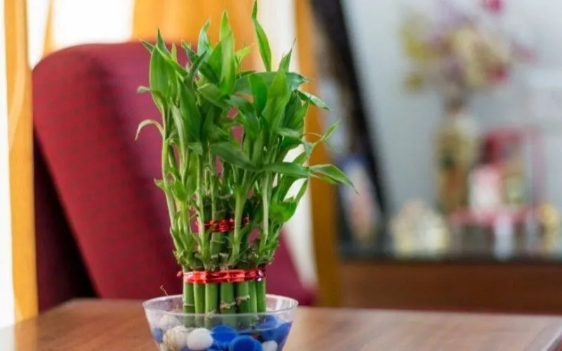 Cây phÃ¡t lá»™c