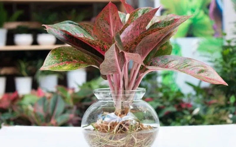 Cây thá»‹nh vÆ°á»£ng