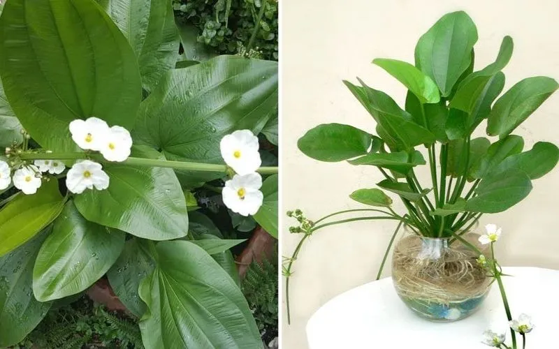 Cây bÃ¡ch thá»§y tiÃªn