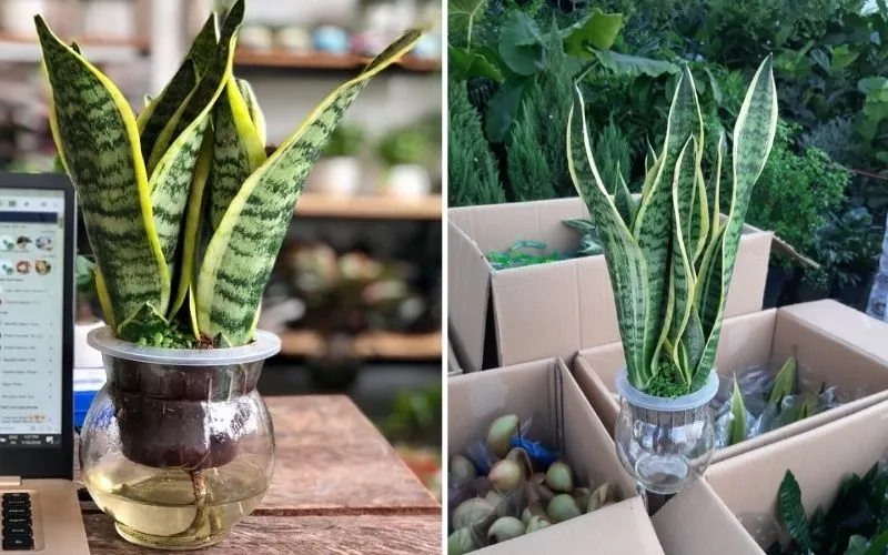 Cây lÆ°á»¡i há»•