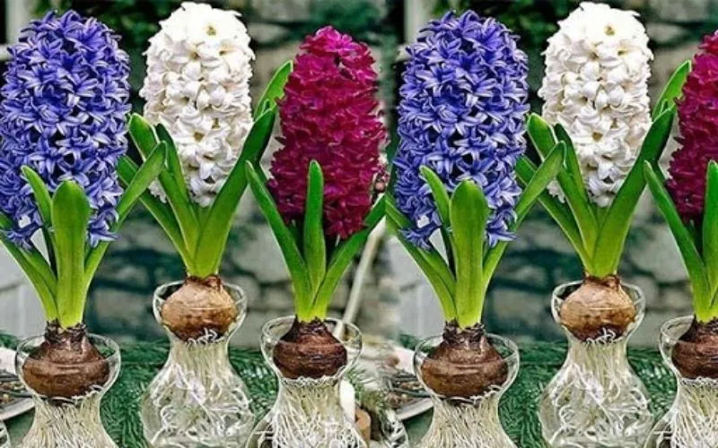 Cây hoa tiÃªn Ã´ng