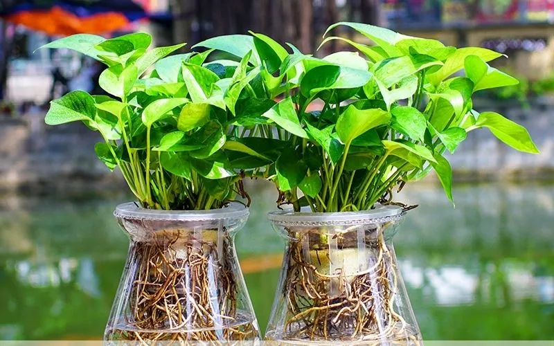 Cây váº¡n niÃªn thanh