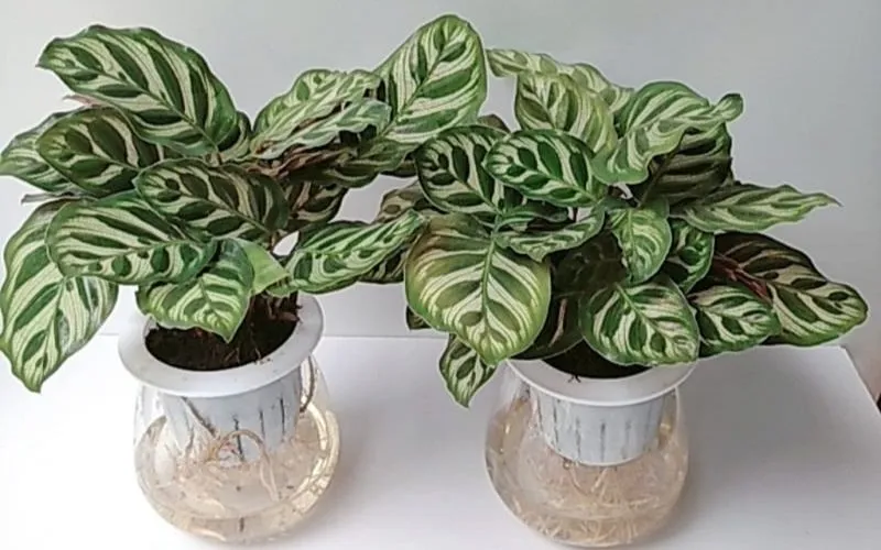 Cây Ä‘uÃ´i cÃ´ng